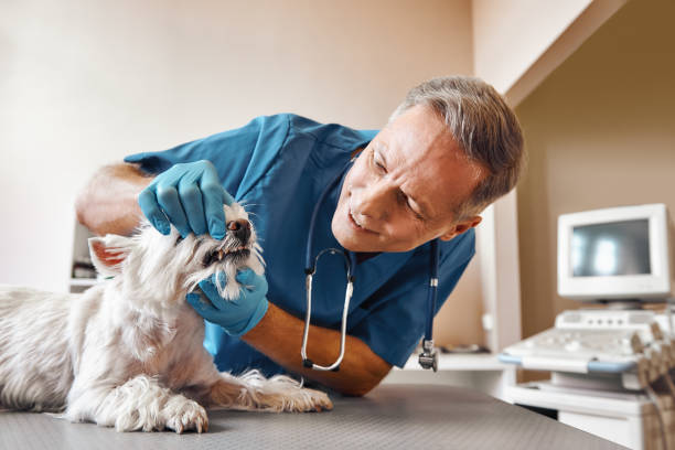 Best Emergency Dental Care for Broken or Chipped Teeth in Oak Grove, OR